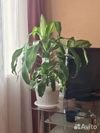 Пальма. Драцена душистая