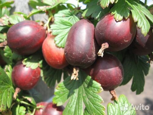 Крыжовник бесшипный