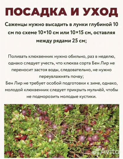 Саженцы клюквы