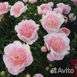 Пион Жемчужная Россыпь