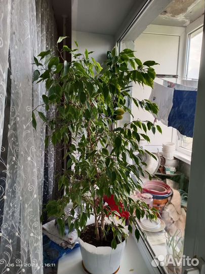 Фикусы большие