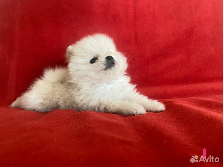 Щенки щпиц померанский