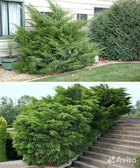 Можжевельник, саженцы