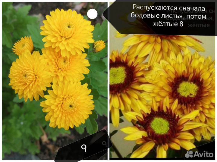 Хризантемы мультифлора