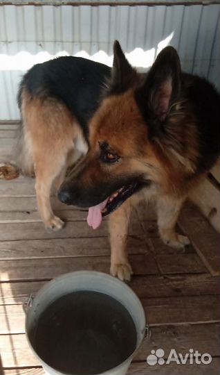 Щенки немецкой овчарки