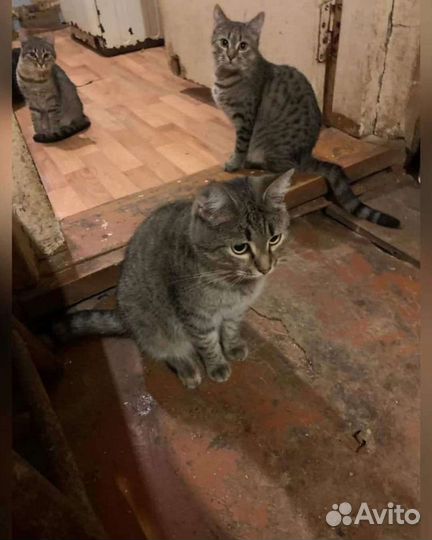 Разберите хоть по одному хвостику,выгоняют наулицу