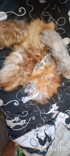 Меховые шкурки