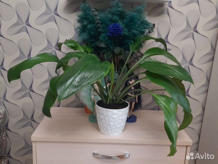 Эухарис амазонский/Амазонская лилия