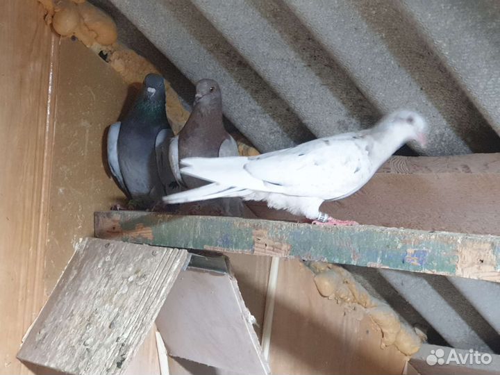 Сизые бакинцы голуби,сизые чили,краснопоясые