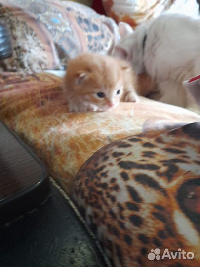 Котята сибирской кошки