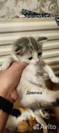 Отдам в добрые руки