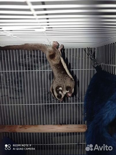 Белка летяга