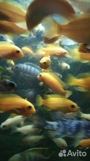 Рыбки аквариумные
