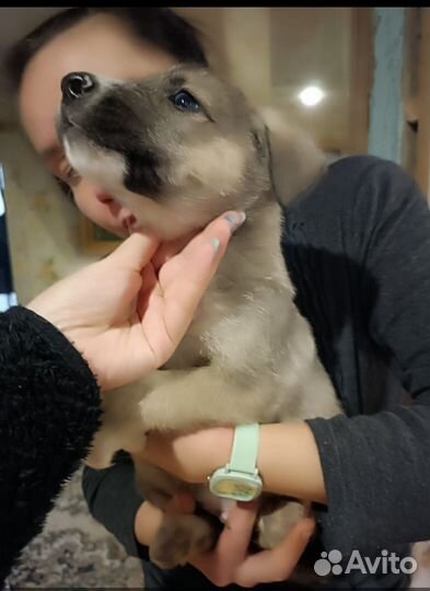 Отдам в комочек счастья в добрые, заботливые руки