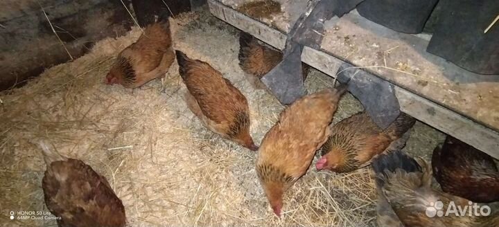 Яйцо инкубацию помесь