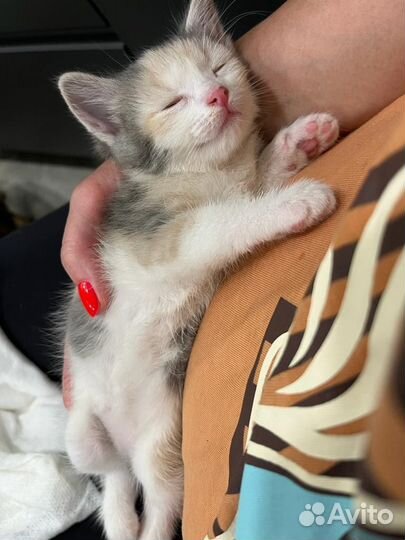 Котенок девочка в добрые руки