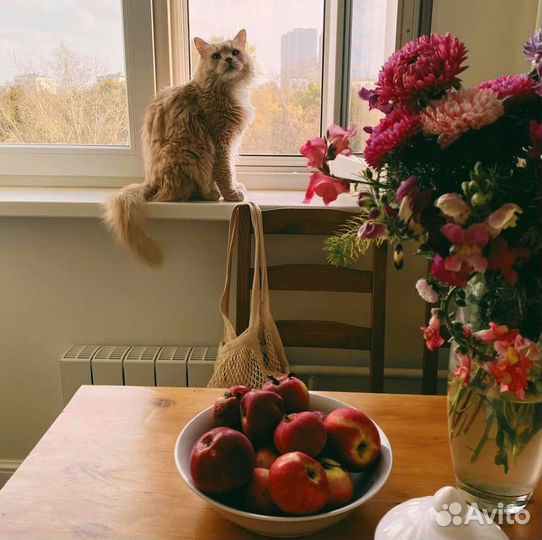 Москитная сетка Антикошка