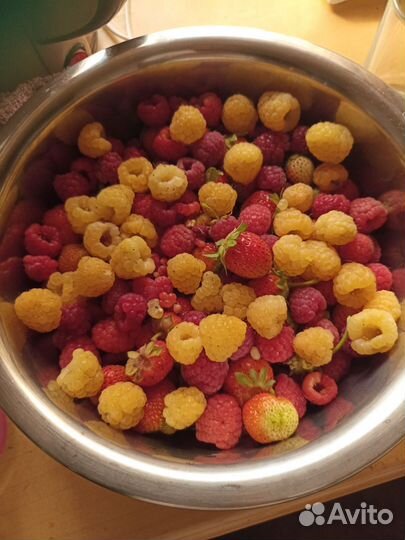 Саженцы Малины топовых Сортов Маравила Энросадира