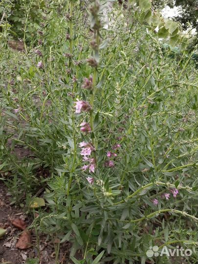 Продаю кустики зверобоя, чабреца