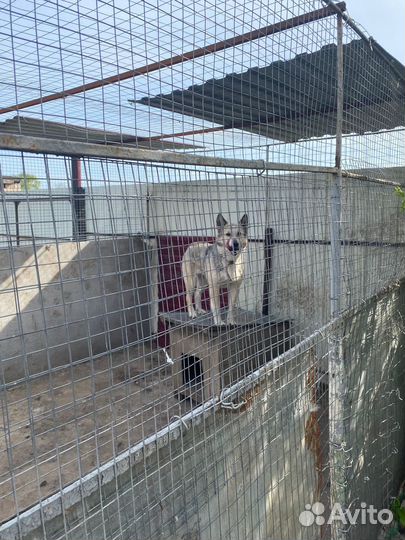 Отдам бесплатно в добрые руки