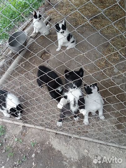 Лайки русскоевропейские