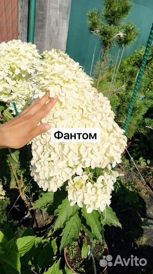Гортензия метельчатая