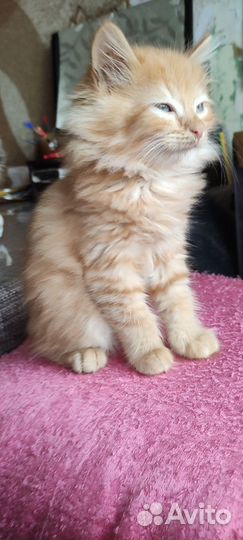 Рыжее солнышко