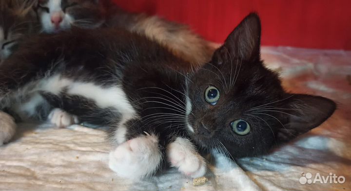 Котята девочки в добрые руки