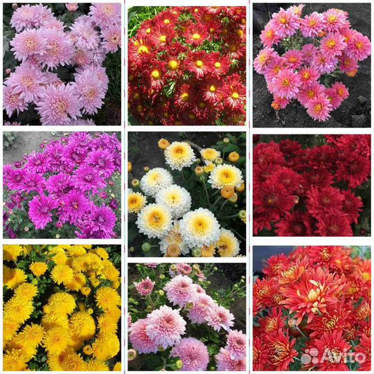 Хризантема