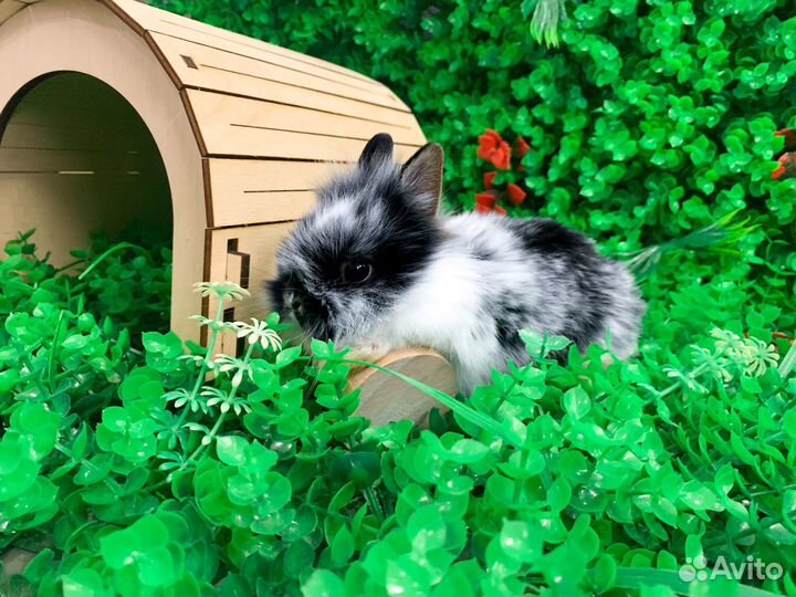 Мини карликовый кролик - Вислоухий малыш