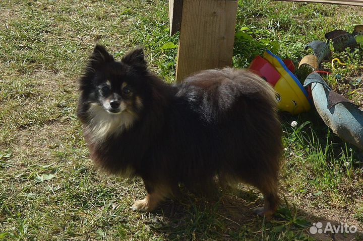 Девочки взрослые