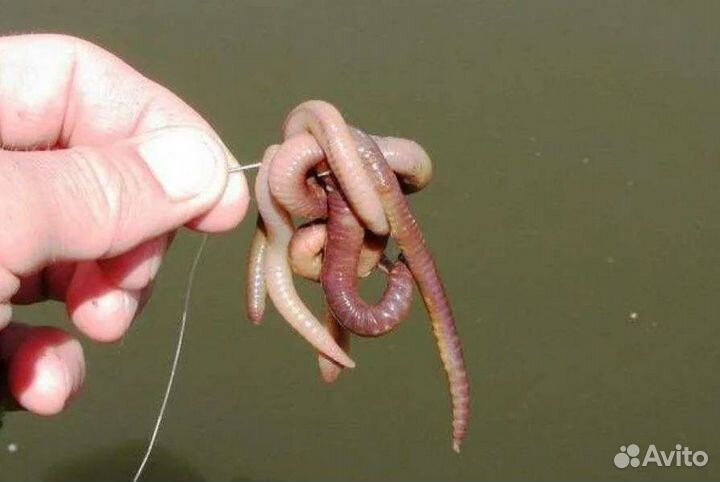 Червь выползок