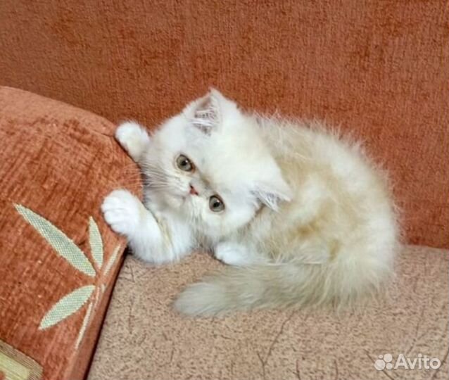 Экзотическая кошечка