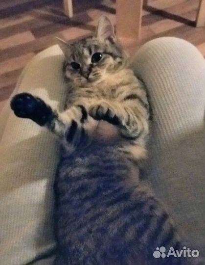 Кошечка с приданым