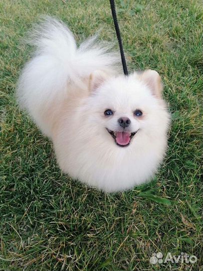 Померанский шпиц