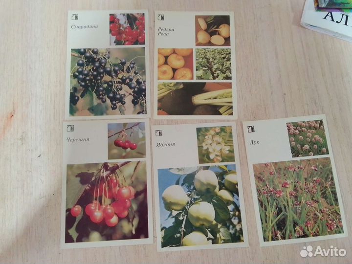 Фото открытки овощи СССР