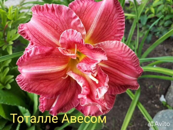 Лилейники Коллекционные