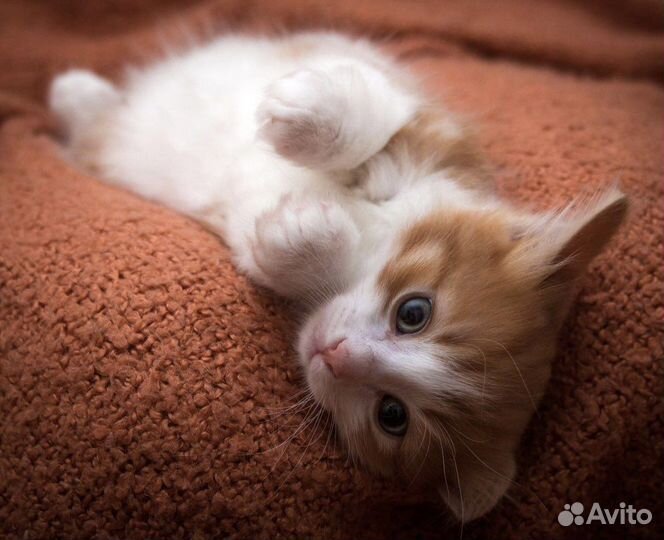 Три рыженькие котята-мальчишки