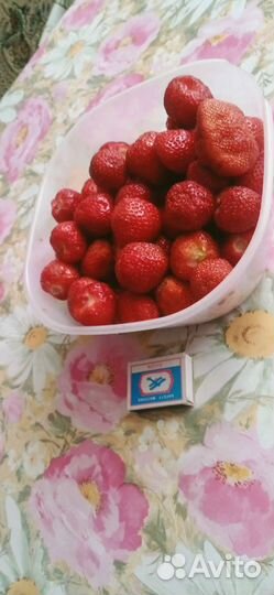 Усы виктории