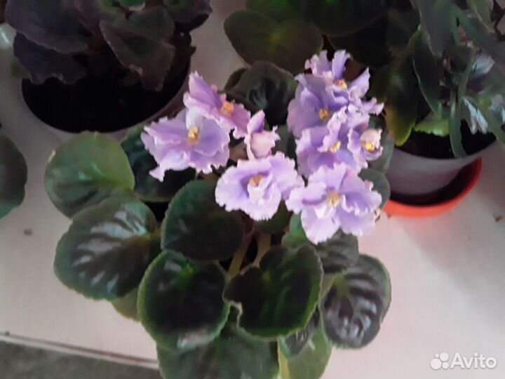 Комнатные цветы