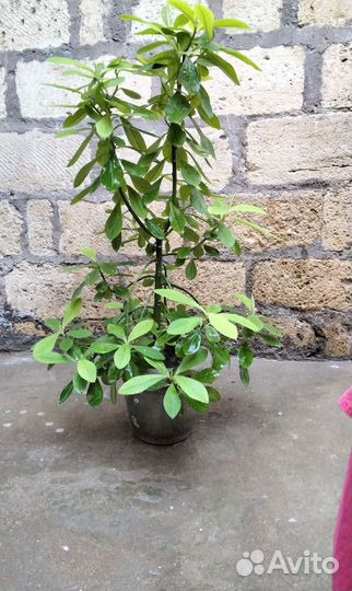 Алоэ и другие комн.растения