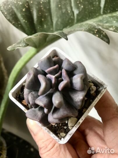 Суккуленты 1. Пересылка почтой