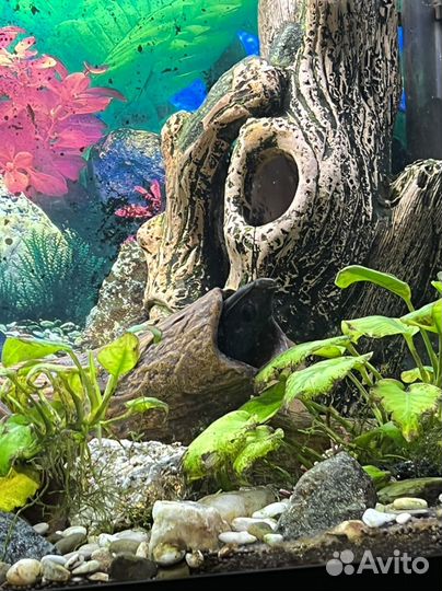 Сом черный багрус