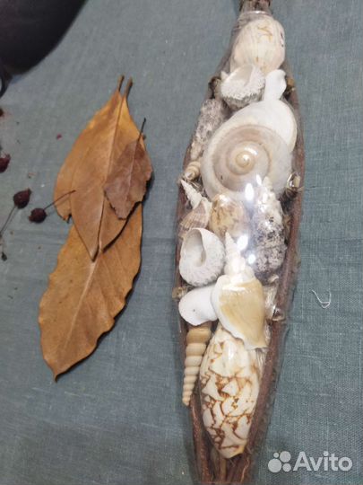 Подарочный набор ракушек