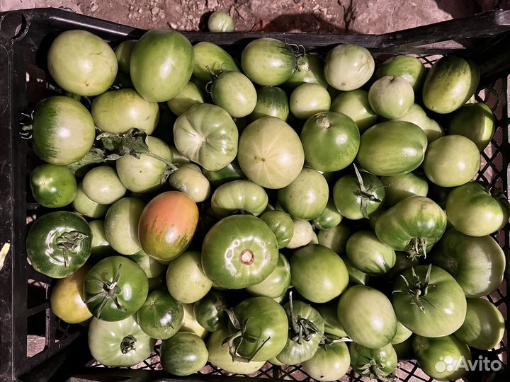 Зеленые помидоры на засолку