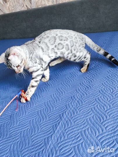 Бенгальский котёнок серебро девочка