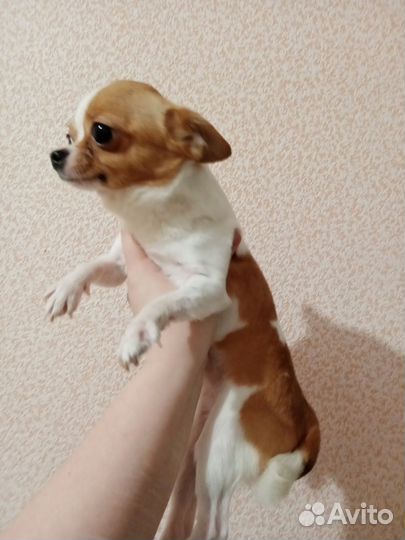 Супер мини чихуахуа вязка