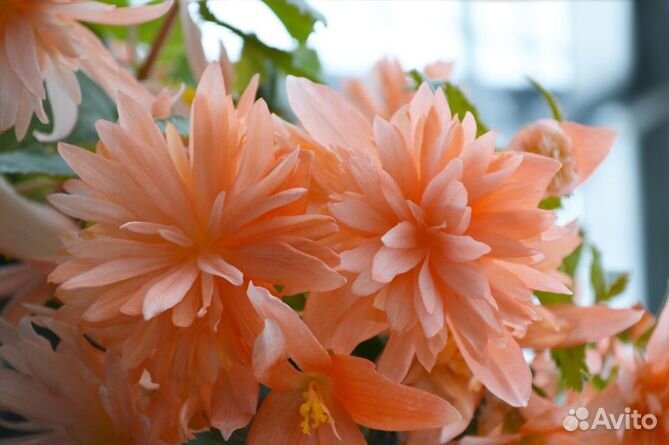 Бегония Беллекония