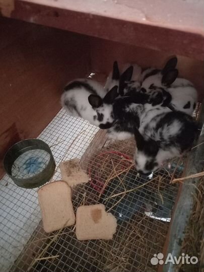 Калифорнийские кролики