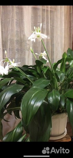 Эухарис- Амазонская Лилия